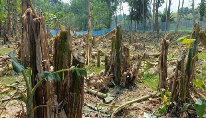 ঝিকরগাছায় ২ শতাধিক কলাগাছ কেটে দিলো প্রতিপক্ষ