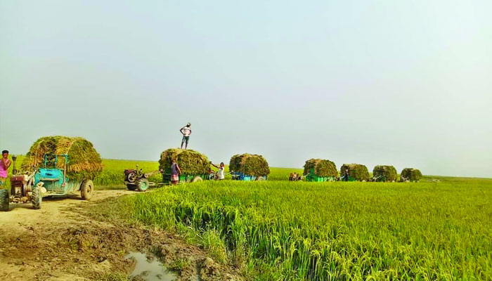 হাওড়জুড়ে কৃষকের মুখে সোনার হাসি