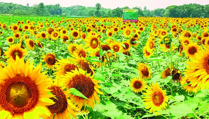 ডুমুরিয়ায় বাণিজ্যিকভাবে সূর্যমুখী চাষ