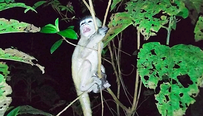 মায়ের মৃত্যুতে কাঁদছিলো হনুমান শাবক