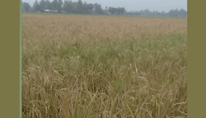 তাড়াশে আদিবাসী নারীর ধান পোড়ালো দুর্বৃত্তরা