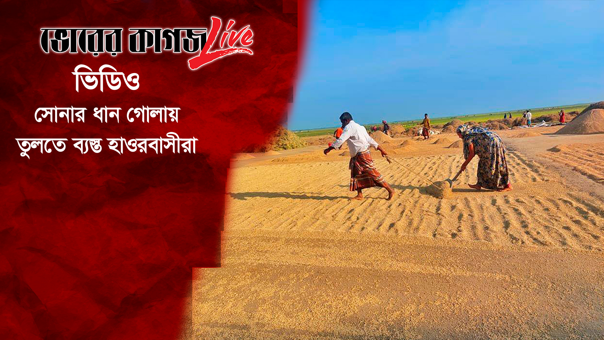 সোনার ধান গোলায় তুলতে ব্যস্ত হাওরবাসীরা