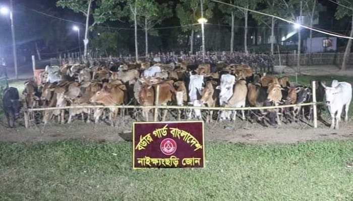বান্দরবানে শতাধিক চোরাই গরু আটক