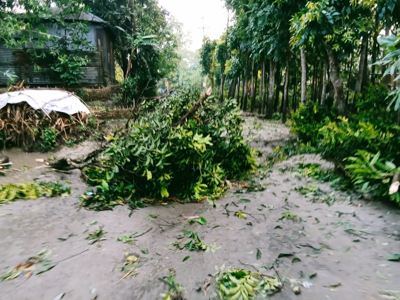 নাগরপুরে কালবৈশাখী ঝড় ও শিলাবৃষ্টিতে ব্যাপক ক্ষয়ক্ষতি