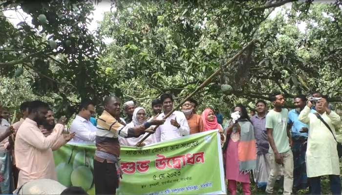 সাতক্ষীরায় চাষিদের দাবির মুখে আম সংগ্রহের তারিখ পরিবর্তন