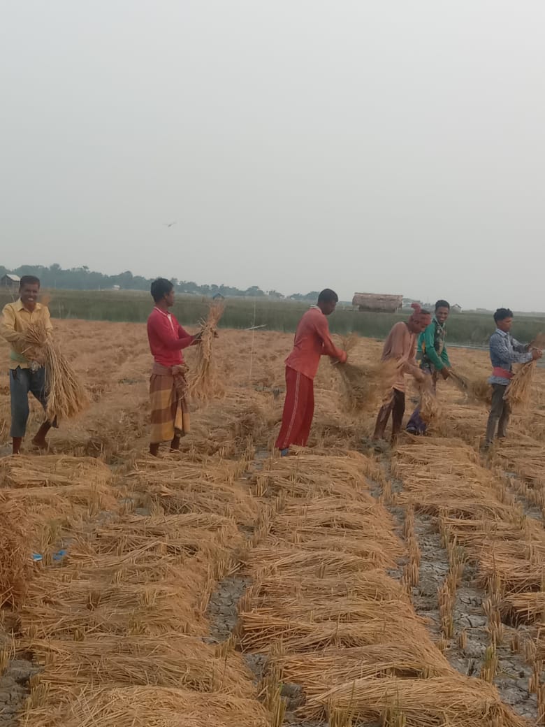 সাতক্ষীরায় কৃষকের মুখে তৃপ্তির হাসি