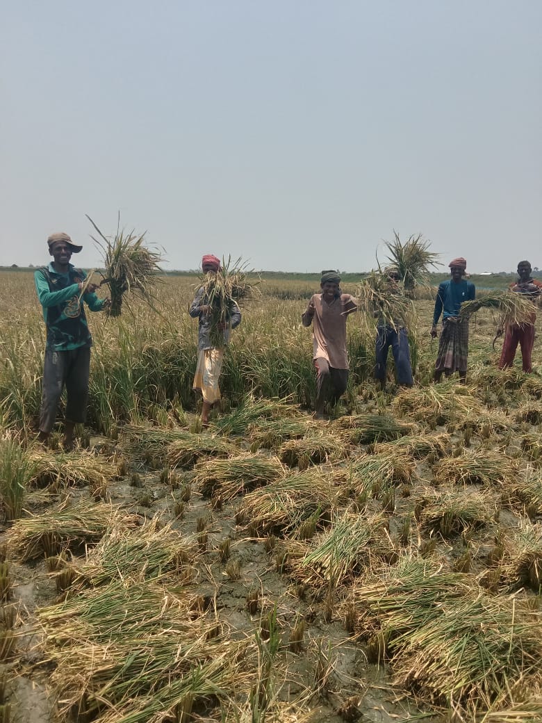 সাতক্ষীরায় কৃষকের মুখে তৃপ্তির হাসি