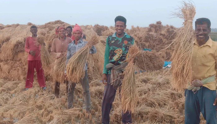 সাতক্ষীরায় কৃষকের মুখে তৃপ্তির হাসি