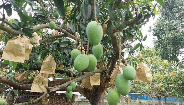 চাঁপাইনবাবগঞ্জে এবারো থাকছে না আম পাড়ার ক্যালেন্ডার