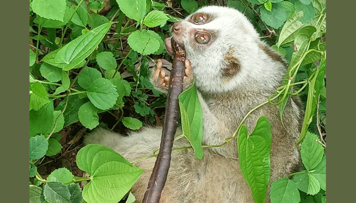 সিলেটের জাফলংয়ে আটকে রাখা লজ্জাবতী বানর উদ্ধার