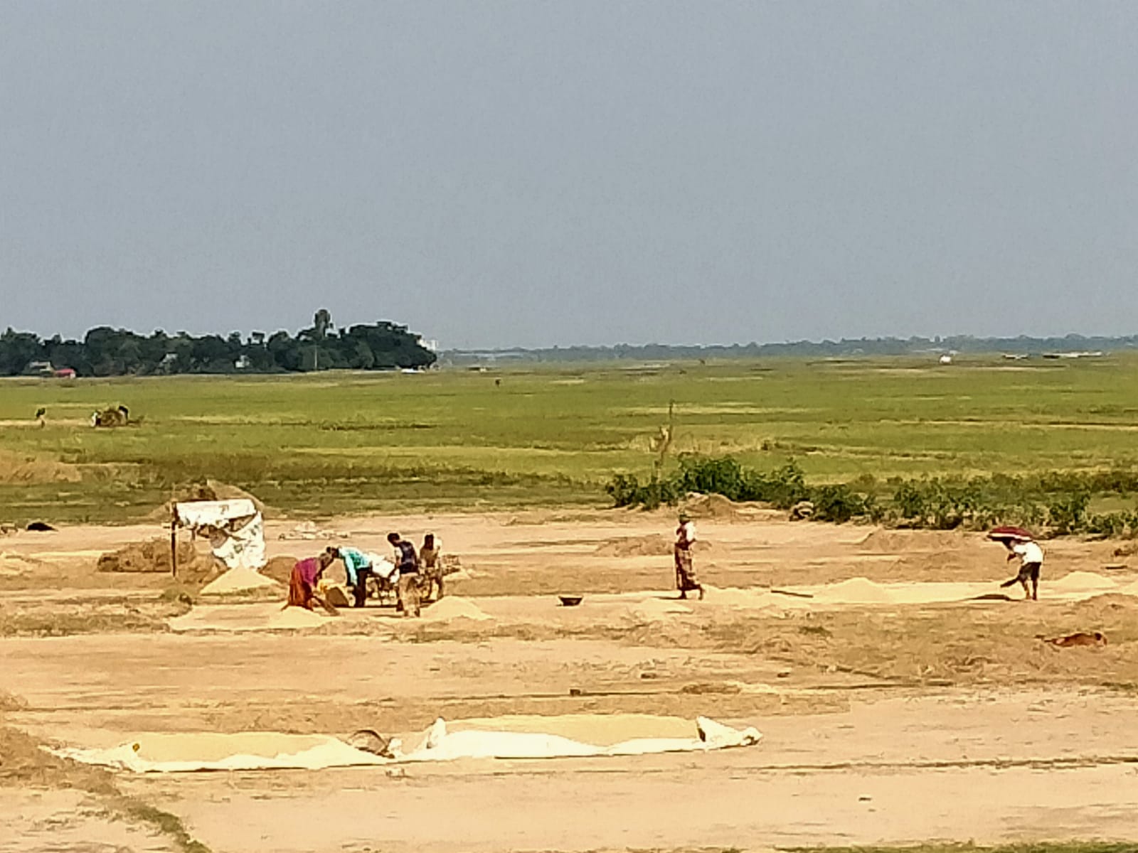 বিশ্বম্ভরপুরের হাওরে শতভাগ ধানকাটা সম্পন্ন