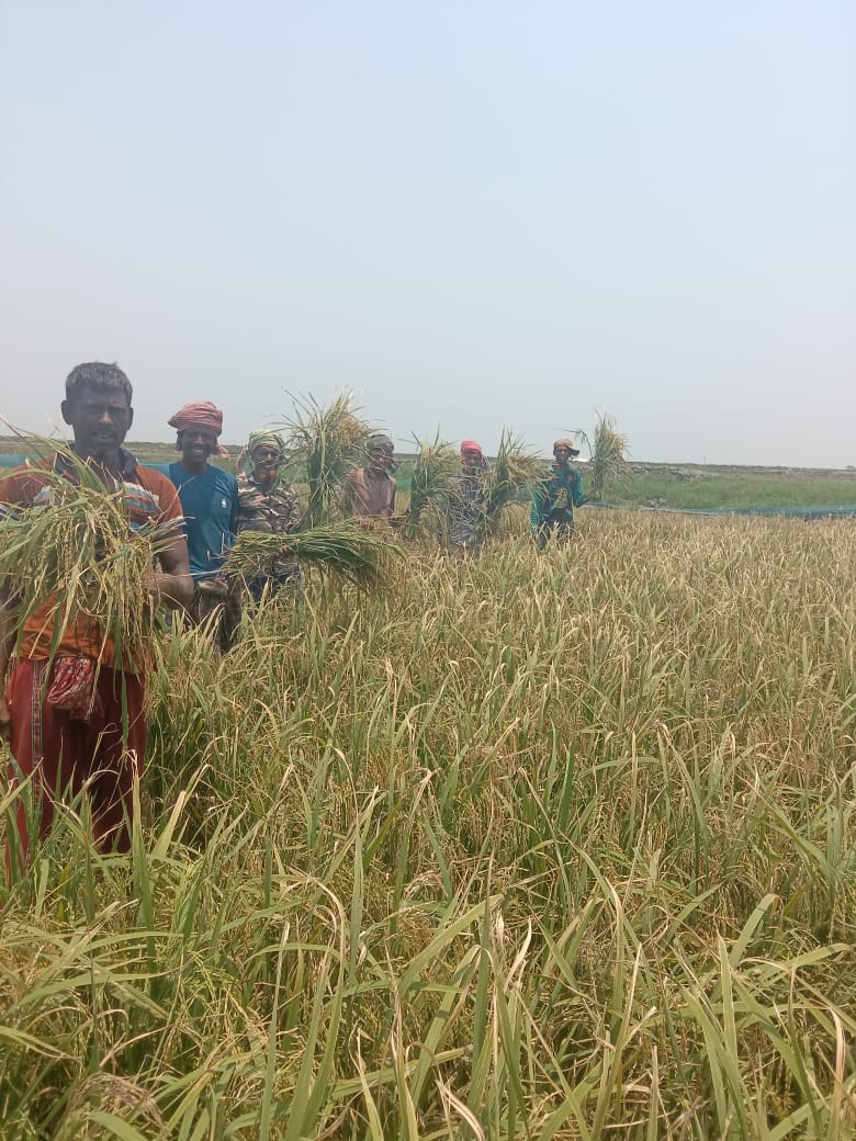 সাতক্ষীরায় কৃষকের মুখে তৃপ্তির হাসি