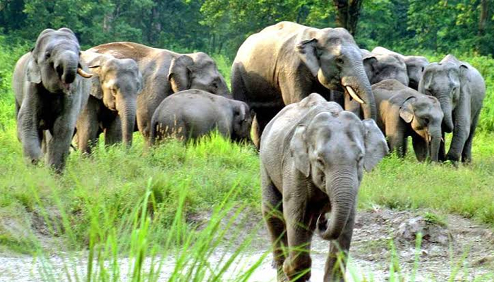 শেরপুরের গারো পাহাড়ে মানুষ-হাতির দ্বন্দ্ব