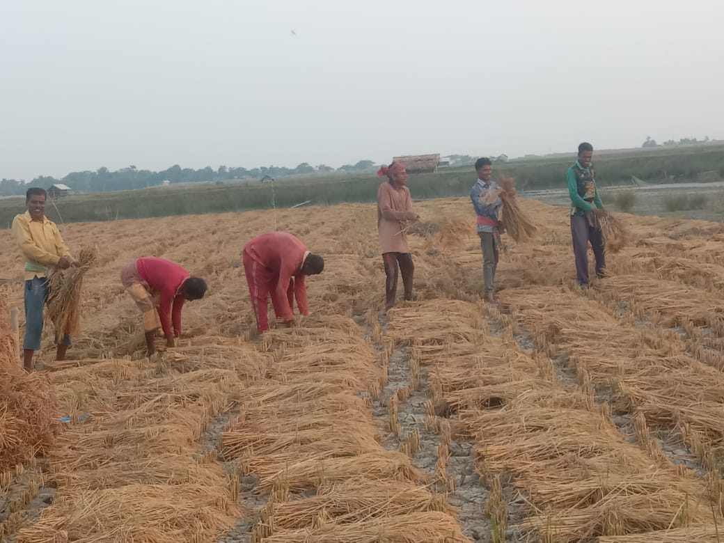 সাতক্ষীরায় কৃষকের মুখে তৃপ্তির হাসি