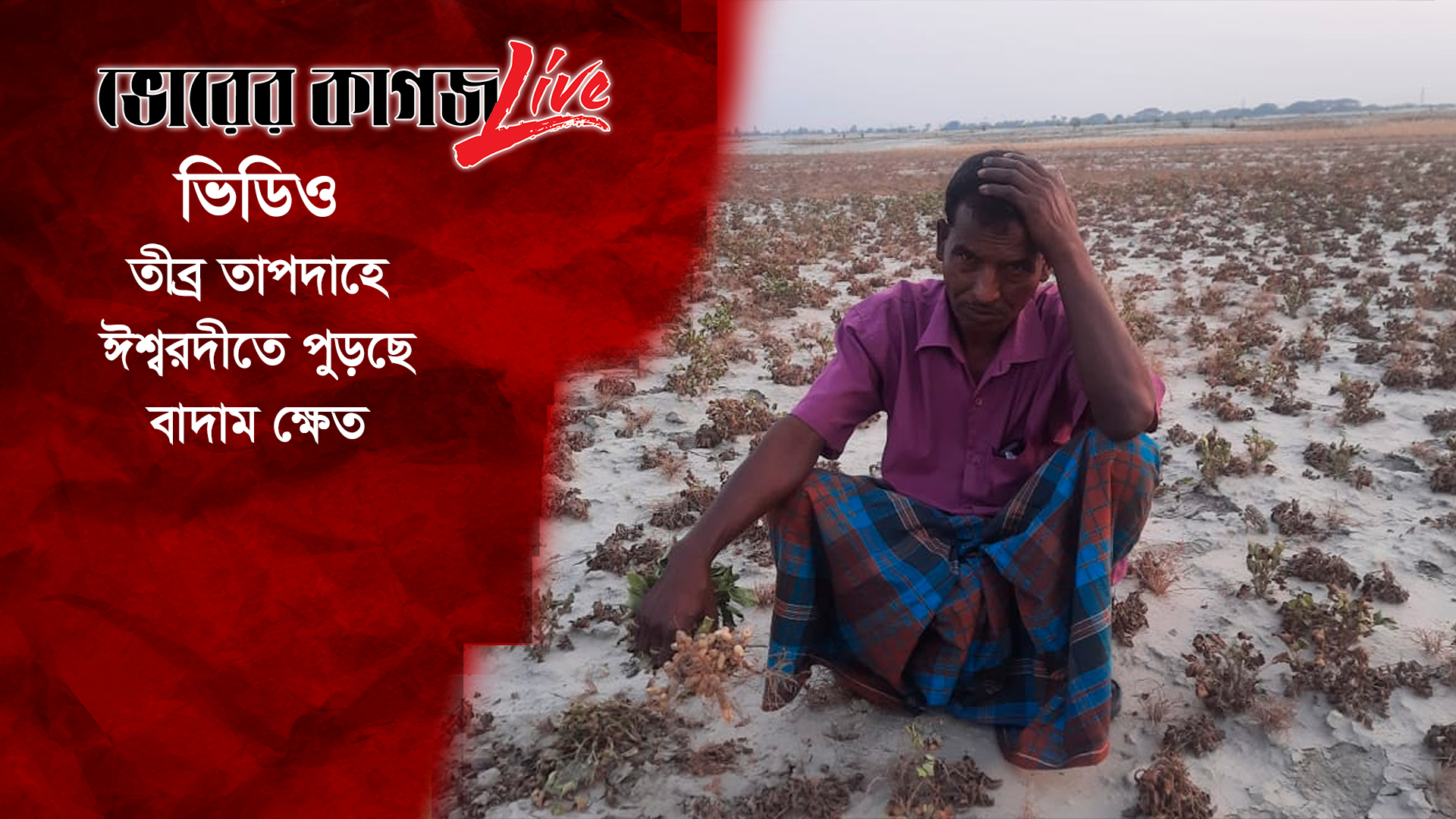ঈশ্বরদীতে তীব্র তাপদাহে পুড়ছে বাদামক্ষেত