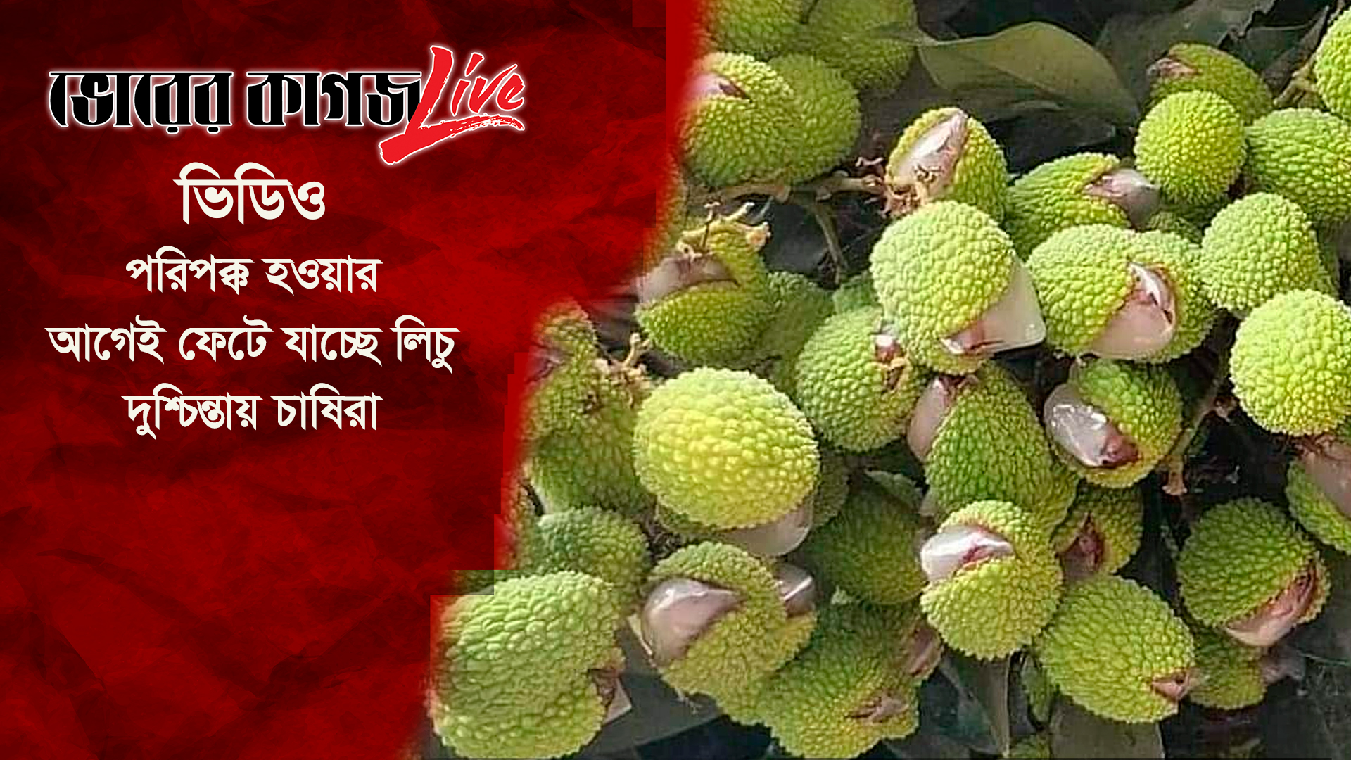 পরিপক্ক হওয়ার আগেই ফেটে যাচ্ছে লিচু, দুশ্চিন্তায় চাষিরা
