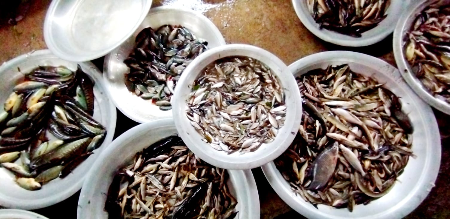 শান্তিগঞ্জে হাওরে চলছে মাছ ধরার উৎসব