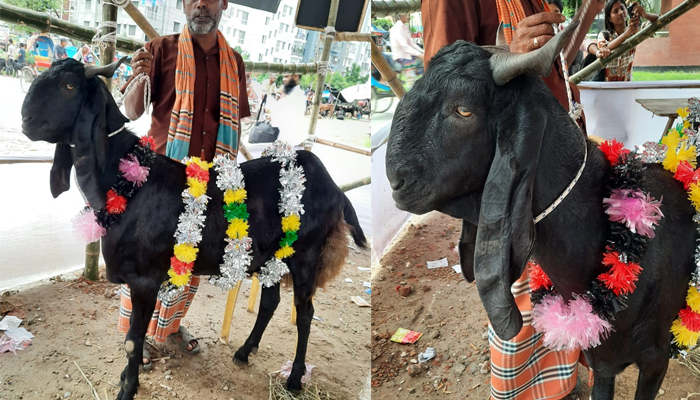আফতাবনগর হাটের সবচেয়ে বড় খাসির নাম মায়ের দোয়া