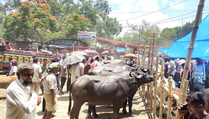 শাহজাদপুর জমে উঠেছে কুরবানির পশুর হাট