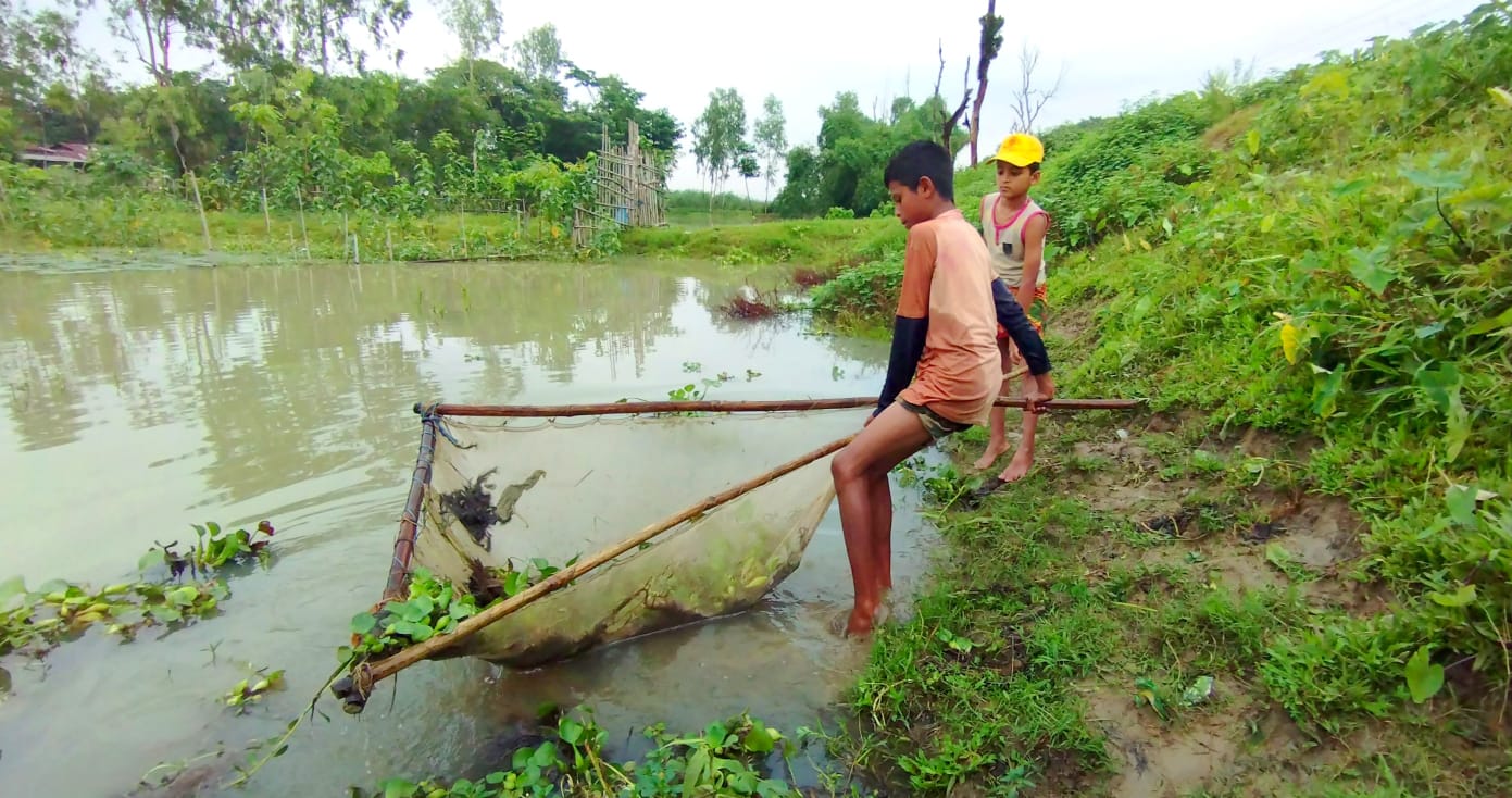 শান্তিগঞ্জে হাওরে চলছে মাছ ধরার উৎসব