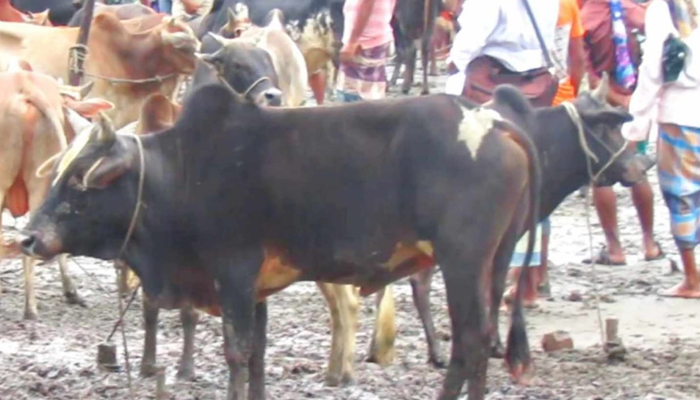 পাথরঘাটায় শেষ মুহূর্তে জমে উঠেছে পশুর হাট