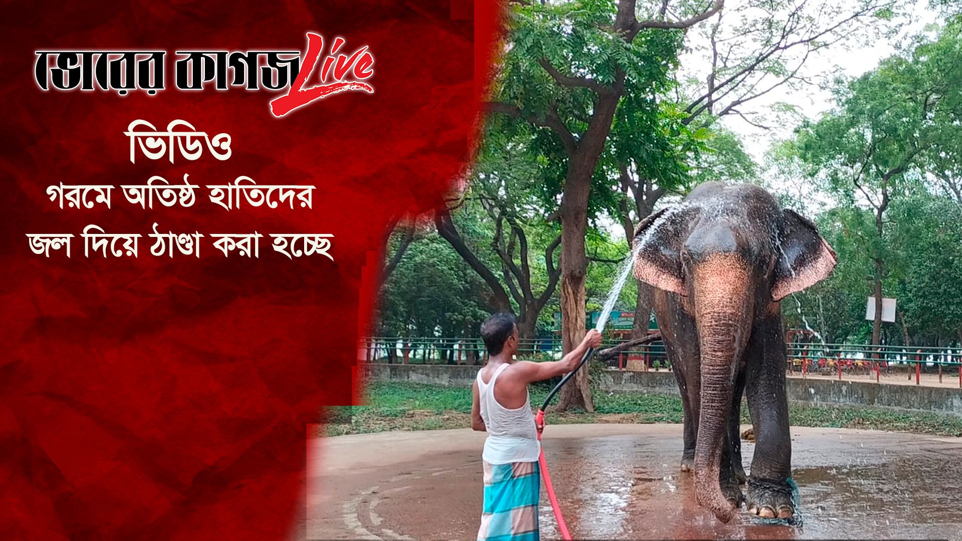 গরমে অতিষ্ঠ হাতিদের জল দিয়ে ঠাণ্ডা করা হচ্ছে