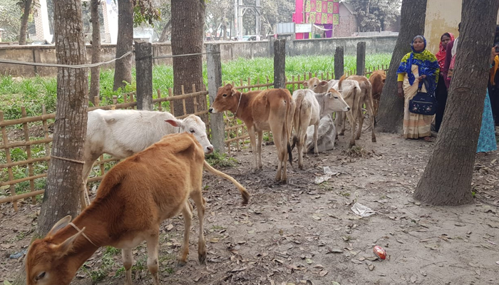 ডিমলায় অনুদানের ৫০টি গবাদিপশুর মৃত্যু