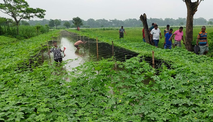 ছোট করলা চাষে বাম্পার ফলন, কৃষকের মুখে হাসি