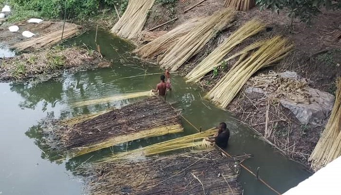 আলফাডাঙ্গায় পাটের বাম্পার ফলন, দাম নিয়ে হতাশ চাষিরা