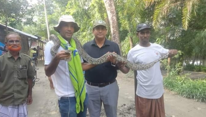 পাথরঘাটায় ১৩ ফুট লম্বা অজগর উদ্ধার