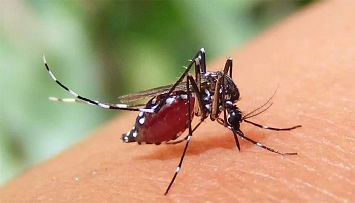 শহর ছাড়িয়ে ডেঙ্গু: গ্রামাঞ্চলে নেই মশকনিধনের কার্যক্রম