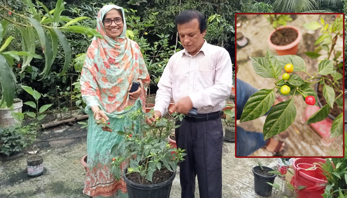 কেজি ২৮ লাখ টাকার মরিচ উৎপাদন হচ্ছে ছাদবাগানে