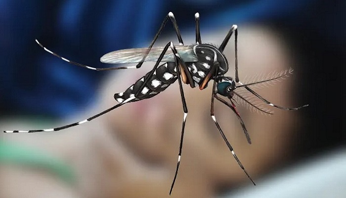 ডেঙ্গুতে একদিনে প্রাণ গেল ২৪ জনের