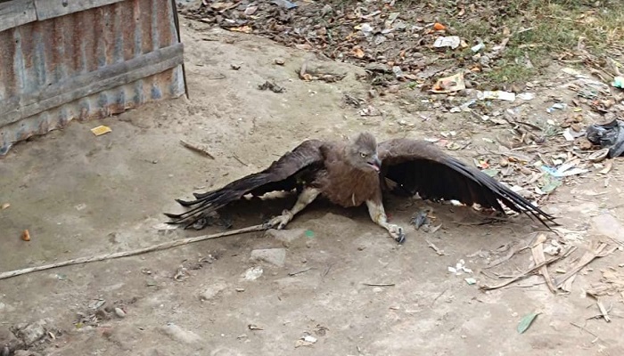 লোকালয়ে ধরা পড়লো বিরল প্রজাতির ঈগল