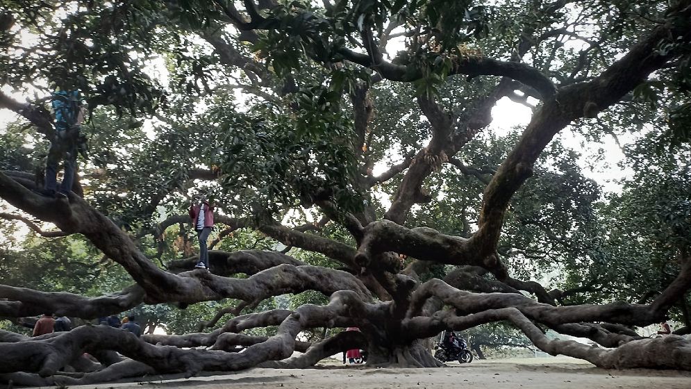 ২০০ বছরের ঐতিহ্যের সাক্ষী সূর্যপুরী আমগাছ