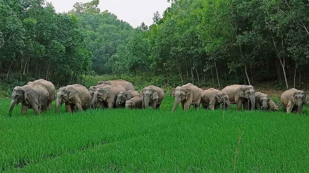 গারো পাহাড়ে বন্যহাতির তাণ্ডবে গ্রামবাসীদের নির্ঘুম রাত 