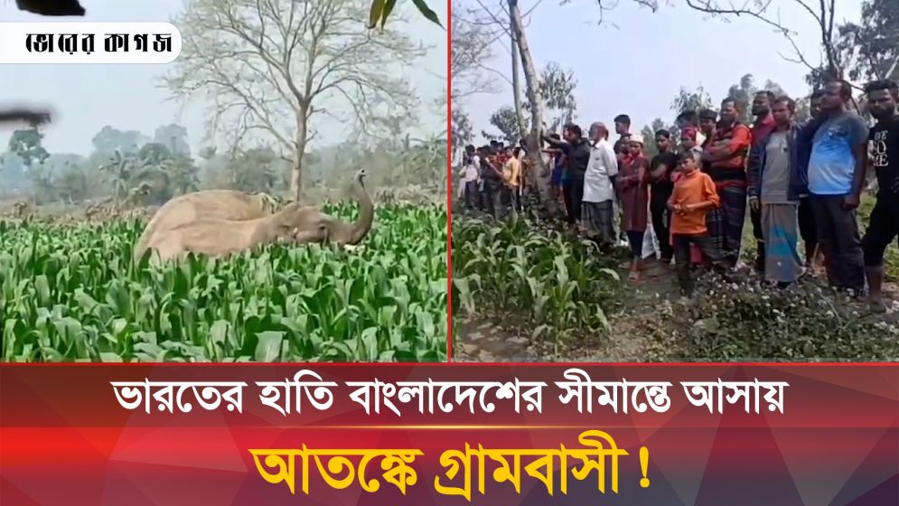 ভারতের হাতি বাংলাদেশের সীমান্তে আসায় আতঙ্কে গ্রামবাসী!