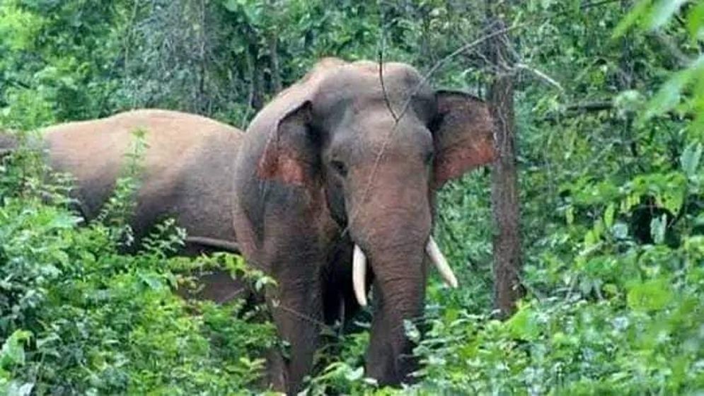 বাংলাবান্ধায় ভারতীয় বন্য হাতি, আতঙ্কে এলাকাবাসী