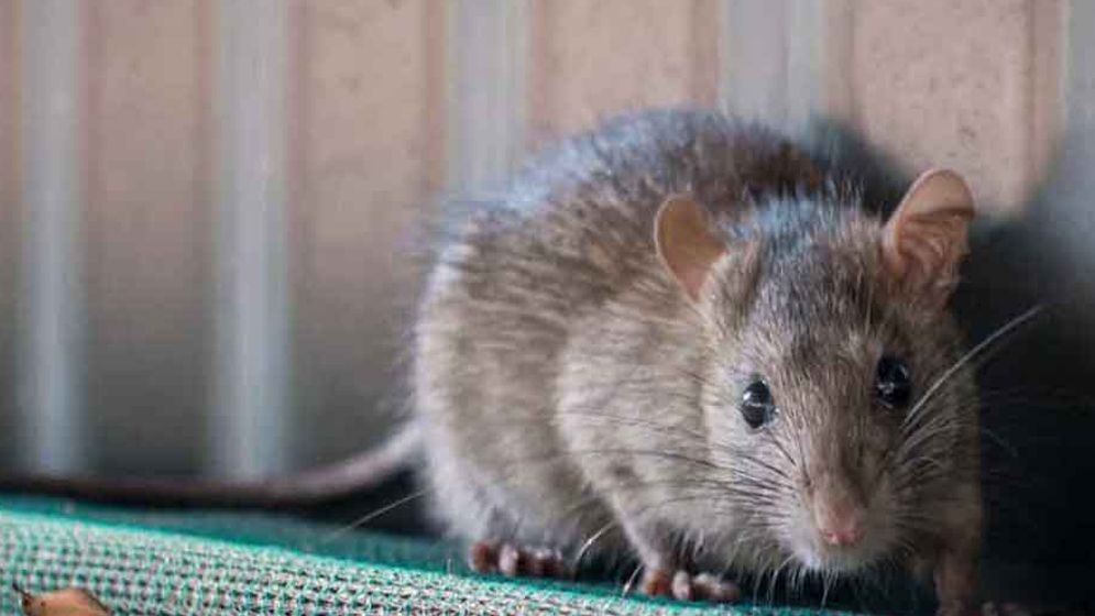 ভারতে আইসিইউতে ভর্তি অচেতন রোগী, কামড় দিলো ইঁদুর