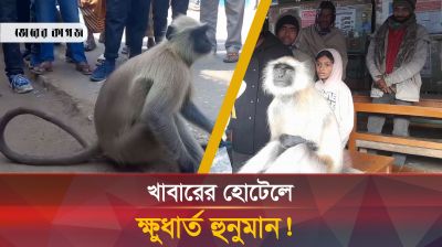 ক্ষুধার জ্বালায় লোকালয়ে হনুমান, দেখতে মানুষের ভিড়