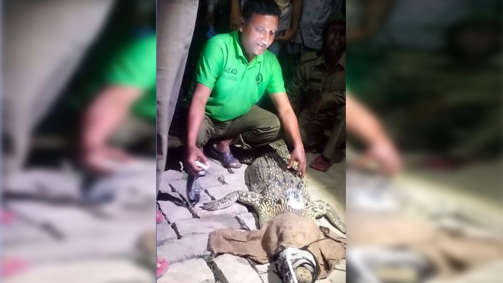 কুমিরের পিঠে বসানো হল স্যাটেলাইট ট্রান্সমিটার