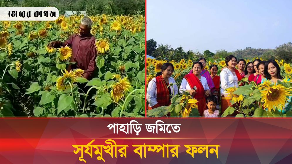 পাহাড়ের আনাবাদি জমিতে সূর্যমুখীর বাম্পার ফলন, কৃষকের মুখে হাসি