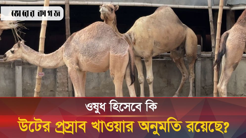 সত্যিই কি উটের প্রস্রাব দিয়ে কঠিন রোগের ওষুধ তৈরি হয়?
