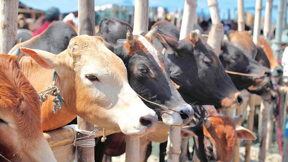কুরবানি ঈদে এক কোটি ৩০ লাখ গবাদিপশু জোগান দেয়া হবে