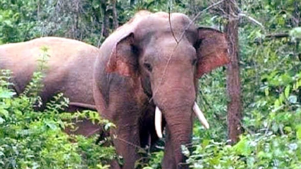 নালিতাবাড়িতে বন্যহাতি কেড়ে নিল কৃষকের প্রাণ  