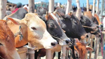 কুরবানি ঈদে এক কোটি ৩০ লাখ গবাদিপশু জোগান দেয়া হবে
