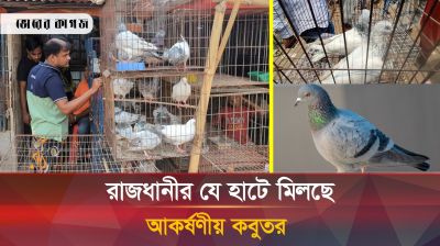 রাজধানীতে রয়েছে ঐতিহ্যবাহী এক কবুতরের হাট