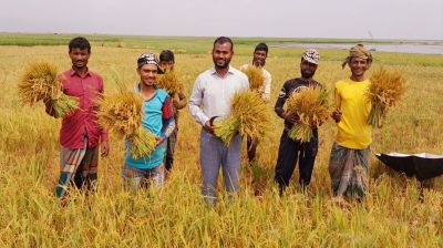 মধ্যনগরের টাঙ্গুয়ার হাওরে বোরো ধান কাটা শুরু