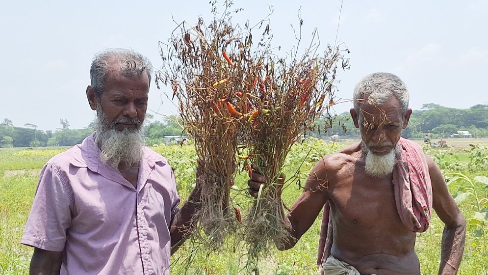বৃষ্টির অভাবে বরগুনায় জমিতেই নষ্ট হচ্ছে ফসল