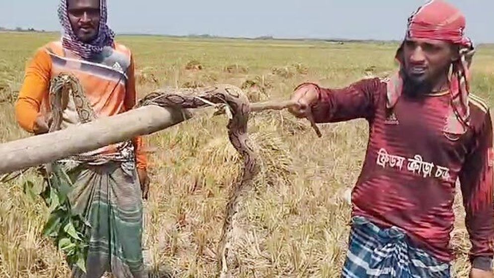 ধানখেতে রাসেলস ভাইপার সাপ, পিটিয়ে মারলো কৃষকরা